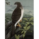 Trevor Boyer (b.1948) 'New Guinea Eagle ' watercolour, signed and dated 1981 lower right, 42 x