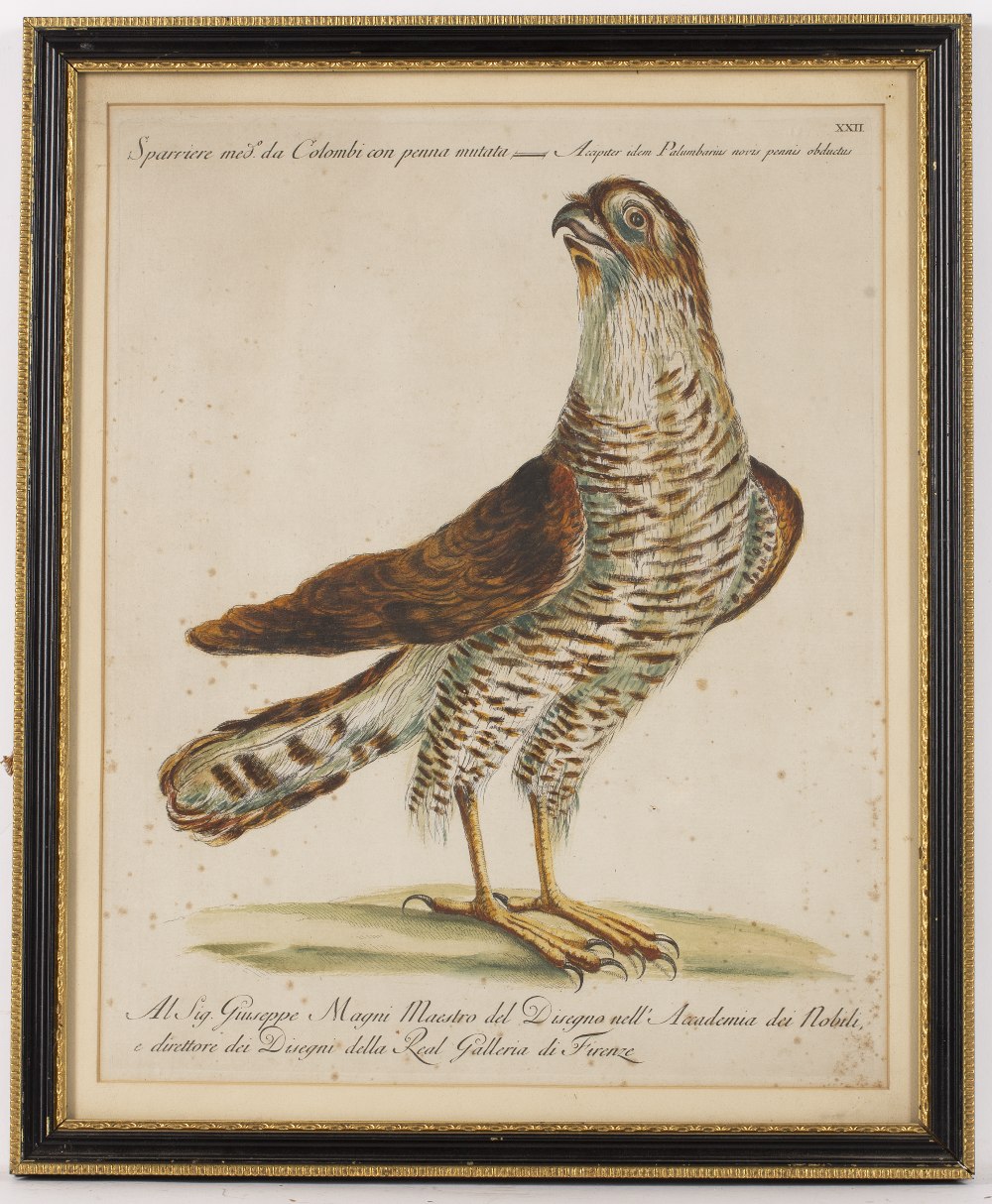 SAVIERE MANETTI Aquila di Nido, plate 6; and Sparviere med da colombi con penna mutata, plate 22 - Image 4 of 6