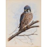 MARK CHESTER (b. 1960) 'American Kestrel', signed and dated 1991, acrylic, 36 x 28cm