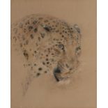 WILLIAM HUGGINS (1820-1884) Leopard head, signed and dated 1872, watercolour, 23.5 x 19cm