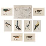 19TH CENTURY ENGLISH SCHOOL: 'Bluebreast', engraving, hand-coloured, 16.5 x 11.5cm; seven further