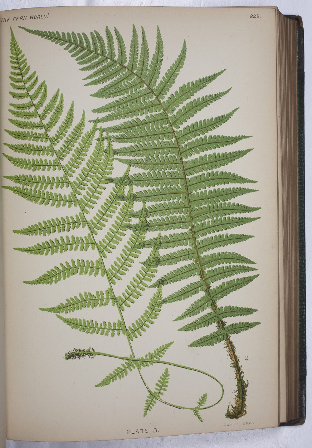 HEATH, Francis George, 'The Fern World'. Sampson et al, London 1879. 6th Ed. Numerous plates. 1/2