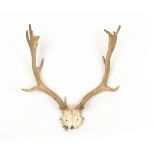 Two old stag antlers, the largest 69cm wideCondition report: At present, there is no condition