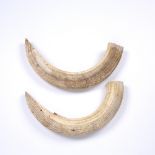 A pair of old hippopotamus teeth from the lower jaw, each approximately 39cm long Bearing two