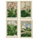 A set of four decorative framed floral prints each print 24cm x 15cm, each gilt frame 22cm high x