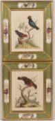 A pair of decorative hand coloured ornithological prints in parcel gilt frames with reverse glass