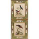 A pair of decorative hand coloured ornithological prints in parcel gilt frames with reverse glass