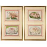 A set of four decorative flower prints depicting lilies, the prints framed as two pairs in a gilt