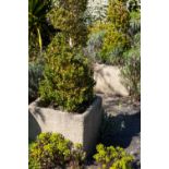 A pair of square concrete planters 41cm wide x 34cm high (2)Condition report: At present, there is