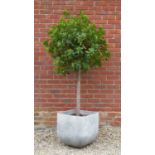 A square section fibre clay planter planted out with a bay tree, the planter 47cm wide, the tree and