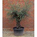 An olive tree in a large black pot the pot approximately 76cm diameter, the tree approximately 210cm