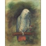 19th century English school 'Grey parrot on a wooden branch', watercolour, unsigned, 28cm x
