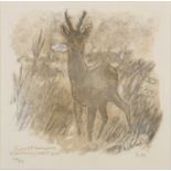Robert Hainard (1906-1999) Roe Deer, print, initialled and numbered 26/65, 15cm x 15cm, framed and