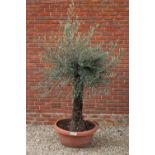 A large olive tree in a red composite pot, 70cm diameter, the tree and pot approximately 180cm