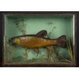 An old preserved tench in a glazed case with naturalistic interior, 58cm wide x 42cm highCondition