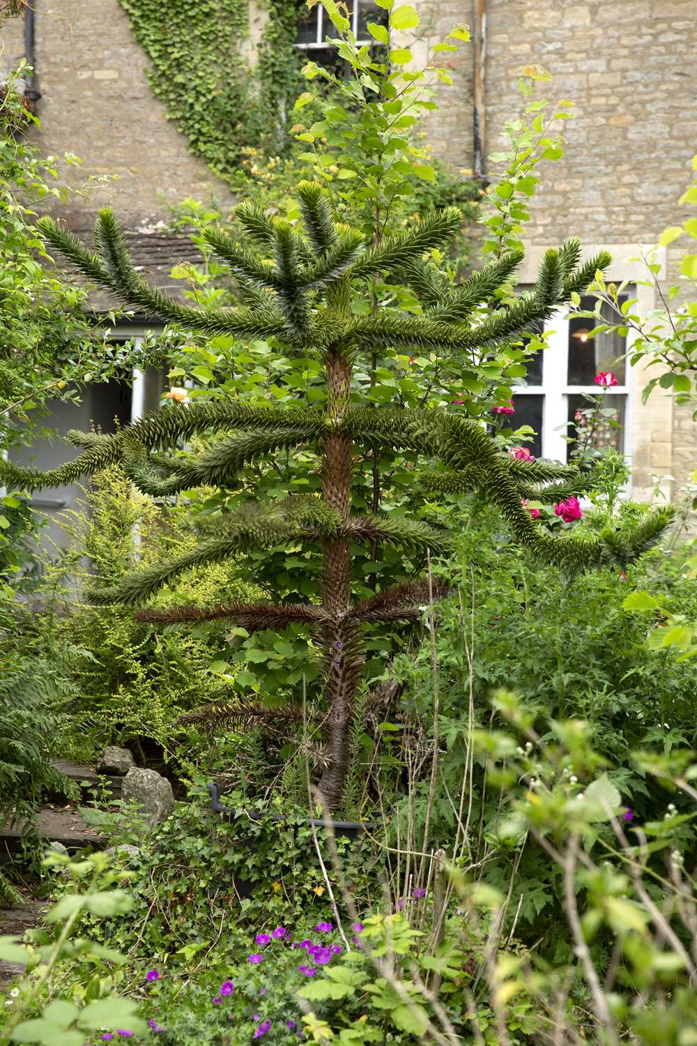 A Chilean pine, or 'Monkey Puzzle' tree, approximately 190cm overall