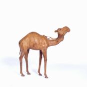 20th Century model of a camel papier mache and leather, 50.5cm highCondition report: With signs of