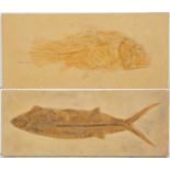 Two composite castings of fish fossils, the larger 49.5cm x 20cm (2)Condition report: Some marks