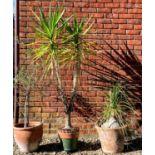 A collection of three potted plants, the largest approximately 180cm high, the pots comprising a