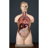A plastic medical teaching model of a female torso, containing labelled, removable organs on