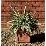 A large variegated leaf succulent in a tapered fluted rectangular terracotta pot, approximately 40cm