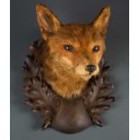 A taxidermy preserved fox head, on a carved wooden shield-shaped mount, 21cm wide x 25cm