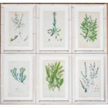 A set of six decorative antique floral prints each print 20cm x 11.5cm and set within contemporary
