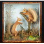 Two taxidermy preserved red squirrels, one on a stump mount the other stood on the case base, in a