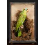 A mid-20th century taxidermy preserved green parrot, mounted in a three glass case and perched on