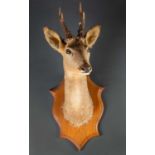 A pair of taxidermy preserved antelope heads on shield-shaped mounts, 57cm long, together with a