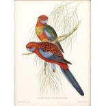 After J Gould and H C Richter 'Platycercus Pennanhi', print in colours, 39 x 29cm; and four