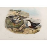 J Gould & H.C. Richter 'Cinclus Aquaticus', lithograph, hand-coloured, 38.5 x 56cm; and three