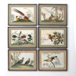 Set of six pith studies of exotic birds Chinese, 19th Century each 15cm x 22cmCondition report: Some