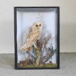 A Victorian taxidermy barn owl