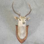 A taxidermy of a stag head