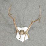 A pair of stag antlers