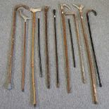 A collection of various walking sticks