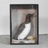 A Victorian taxidermy guillemot