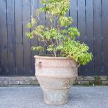 A large terracotta garden pot