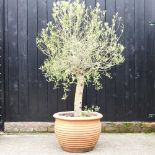A mature olive tree