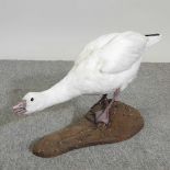 A taxidermy Ross's goose