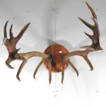 A pair of taxidermy stag antlers