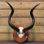 A pair of kudu horns