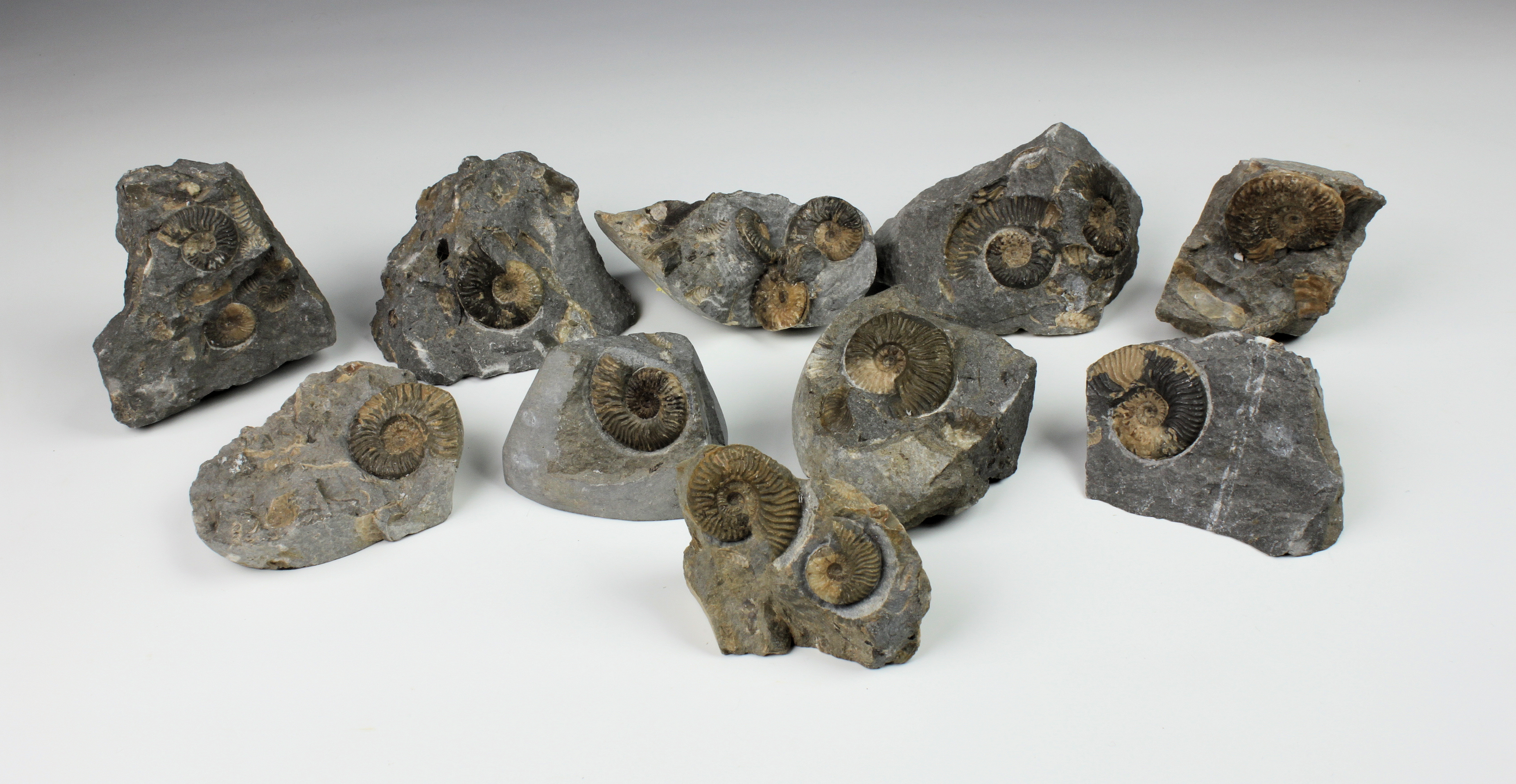 NATURAL HISTORY - An ammonite fossil group (10), comprising ten pieces, having single or multiple