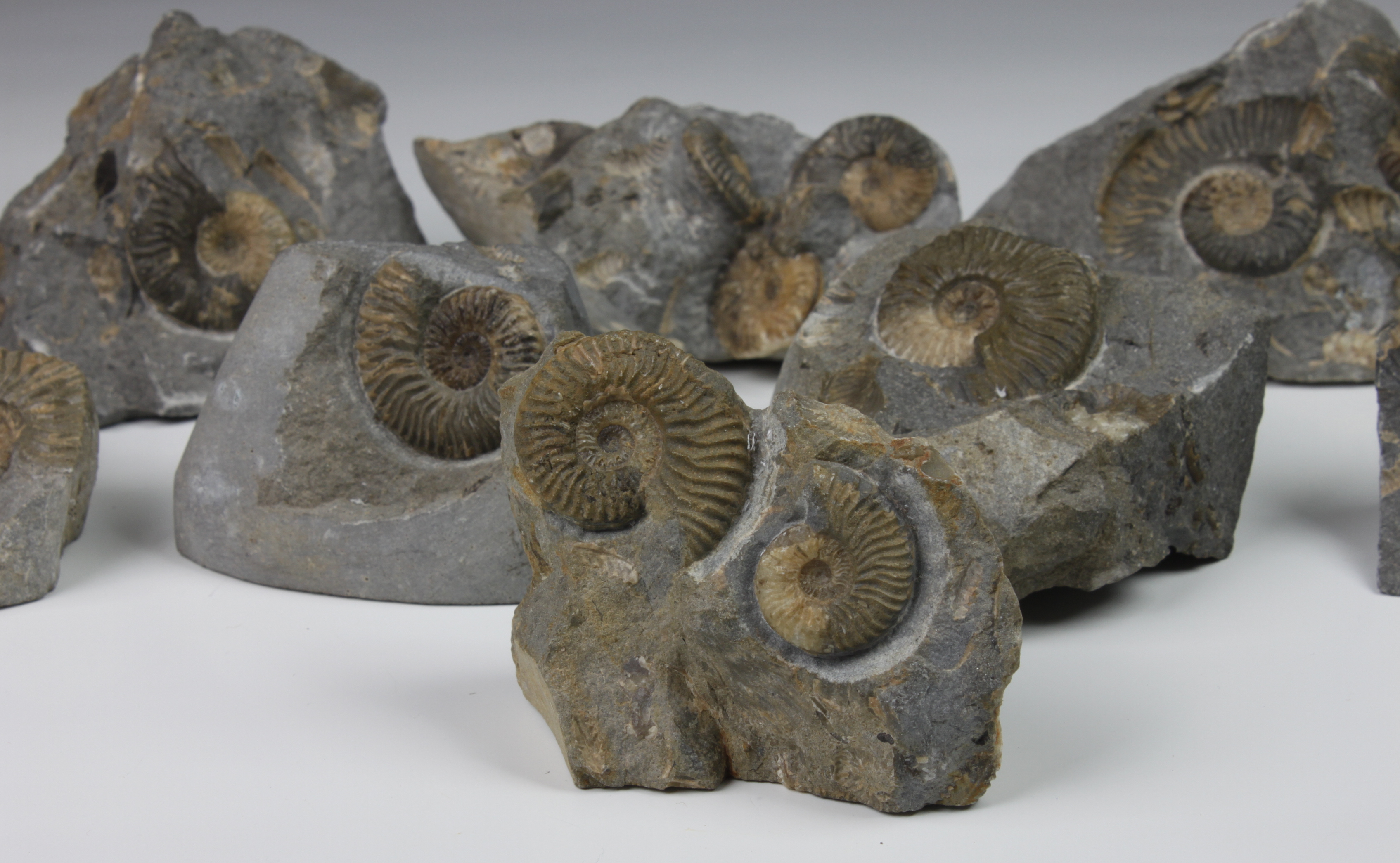 NATURAL HISTORY - An ammonite fossil group (10), comprising ten pieces, having single or multiple - Image 2 of 3