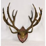 Taxidermy - Possibly Schomburgk's Deer (Cervus schomburgki) - A pair of large fourteen point antlers