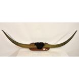 Taxidermy - A pair of wall mounted Longhorn cow horns, having central hind, mounted on mahogany oval