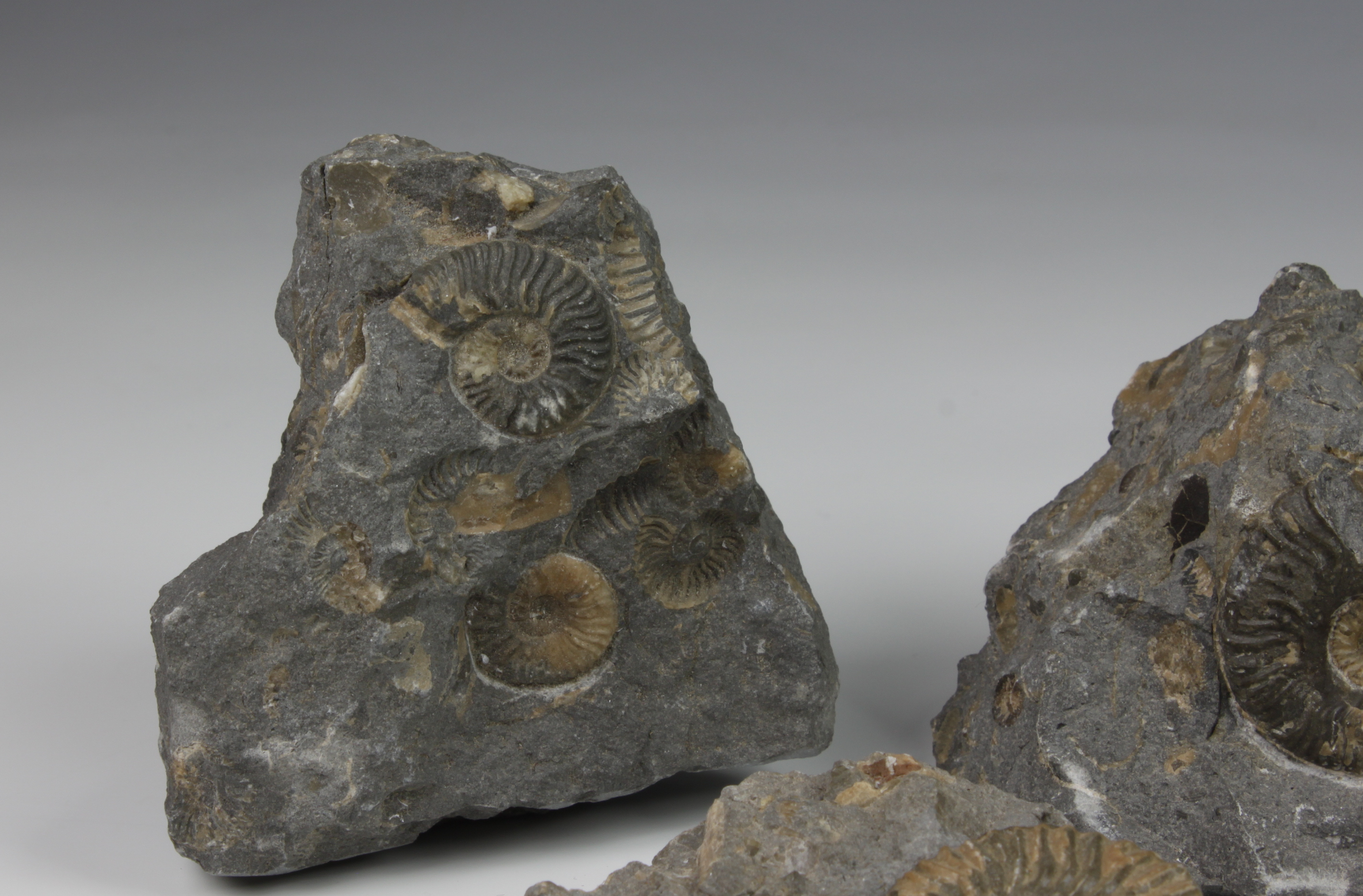 NATURAL HISTORY - An ammonite fossil group (10), comprising ten pieces, having single or multiple - Image 3 of 3