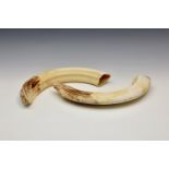 A pair of Hippopotamus tusks, Hippopotamus (Hippopotamus amphibius), lower curved tusks, both