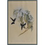 Gould (John and Richter, H.C.), Hummingbird - originally published in 'A Monograph of the